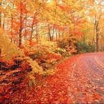 楓葉大道 楓葉大道